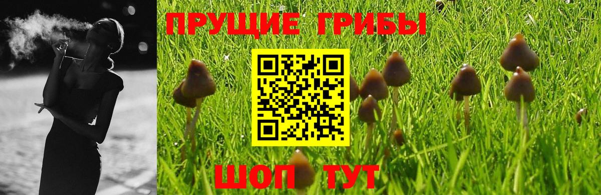Галлюциногенные грибы Psilocybe Соль-Илецк